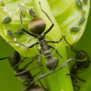 How To Clean and Evict Dangerous Insects