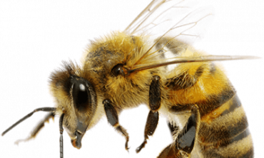 Bees Pest Control & Removal