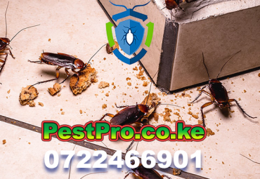 Your Pest Control Services Partner in Nairobi