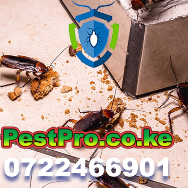 Your Pest Control Services Partner in Nairobi