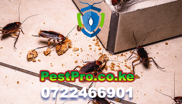 Your Pest Control Services Partner in Nairobi