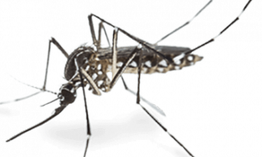 Mosquito Pest Control Services