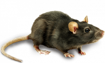 Mice Pest Control Services