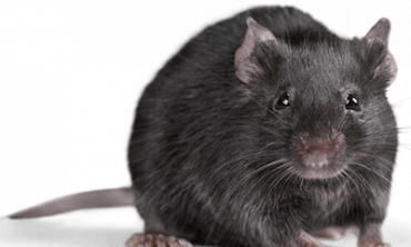 Rats Control & Pest Control Services