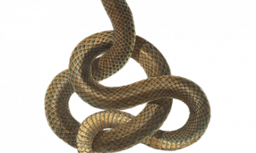 Snakes Pest Control Services