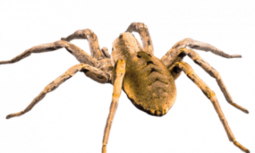 Spiders Pest Control Services