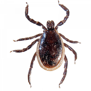 Ticks Pest Control Services