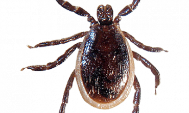 Ticks Control & Pest Control Services